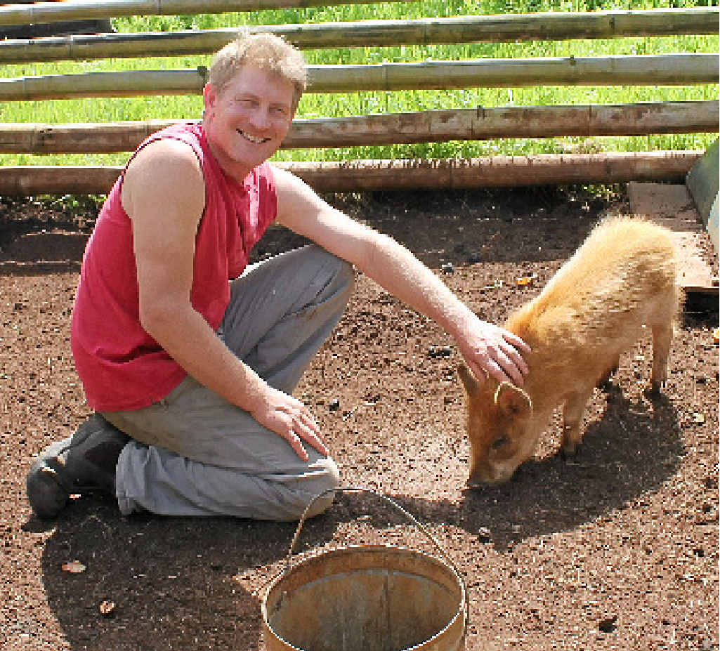 Mr McConville with another of his porkers at his property. Mr McConville with another of his porkers at his property.